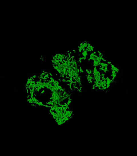 mitochondria in 3D